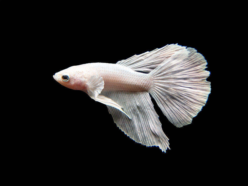 Assorted White Halfmoon Betta (Betta splendens) - Tank-Bred!