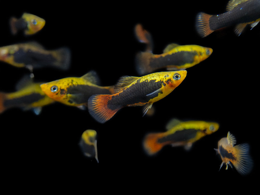 Hawaii Platy (Xiphophorus maculatus) - Tank-Bred!
