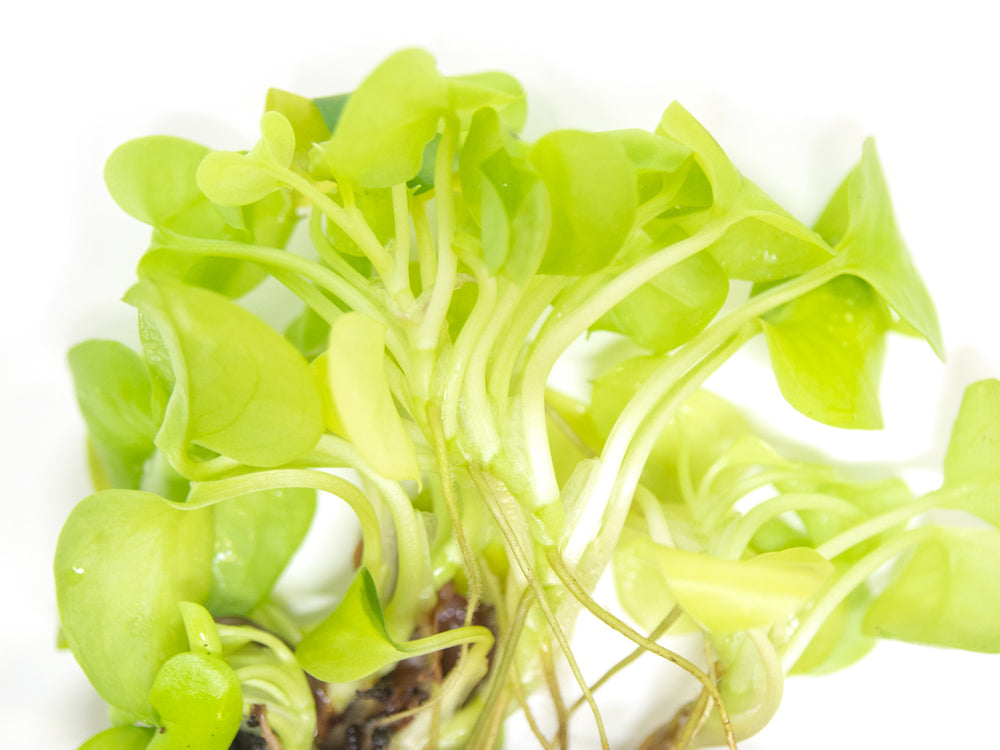 Heart Leaf Philodendron (P. cordatum) Tissue Culture