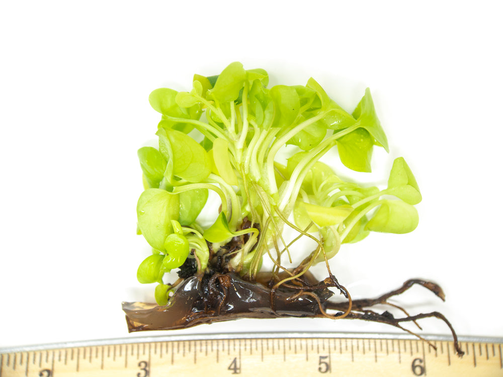 Heart Leaf Philodendron (P. cordatum) Tissue Culture