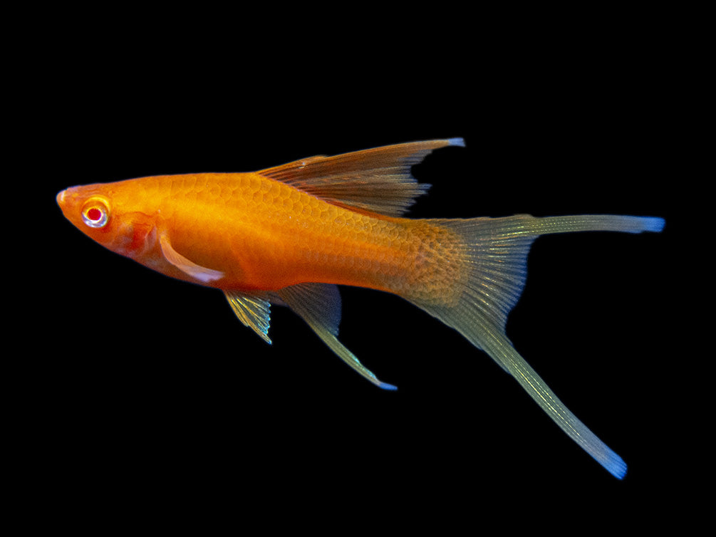 Hi Fin Red Eye Blood Red Lyretail Swordtail (Xiphophorus helleri), Tank-Bred