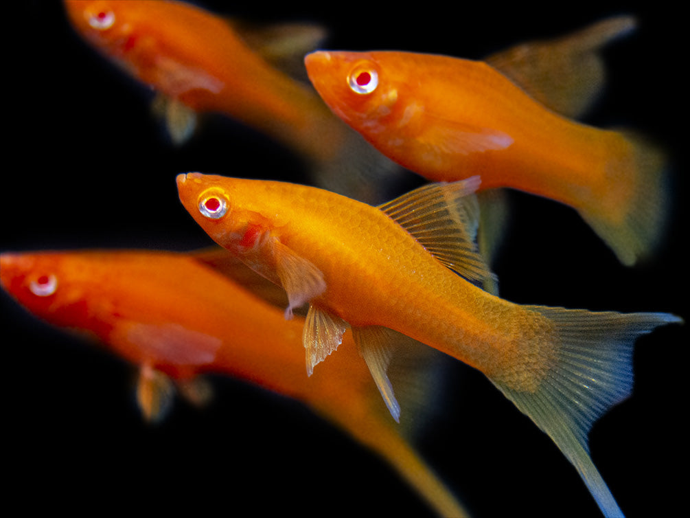 Hi Fin Red Eye Blood Red Lyretail Swordtail (Xiphophorus helleri), Tank-Bred