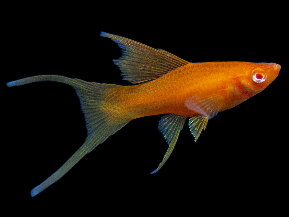Hi Fin Red Eye Blood Red Lyretail Swordtail (Xiphophorus helleri), Tank-Bred