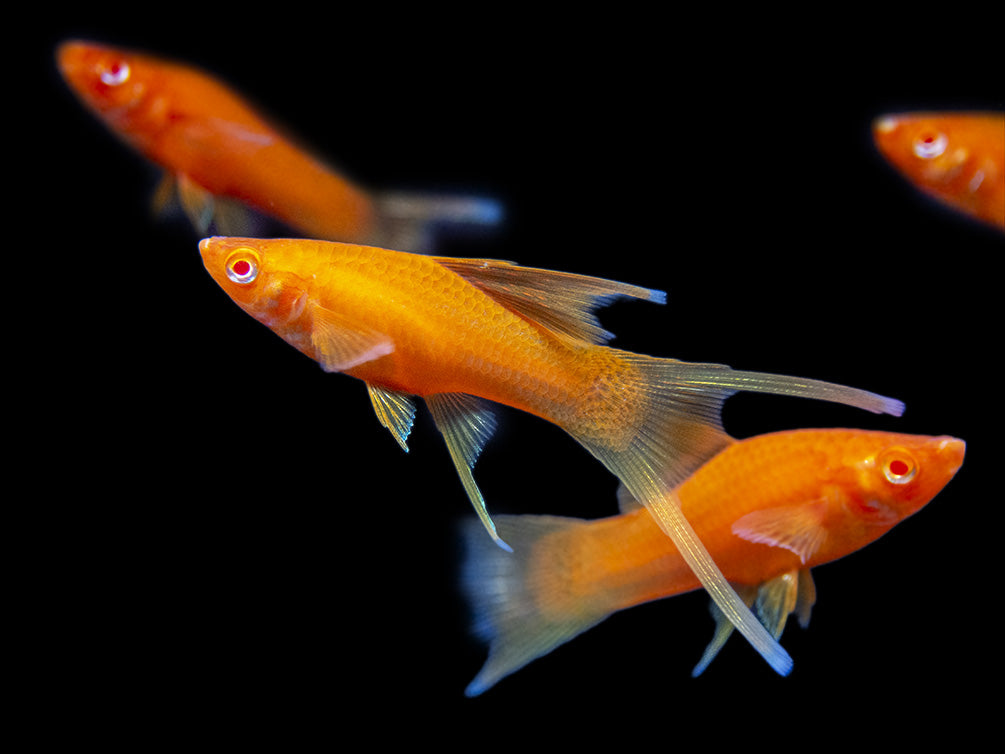 Hi Fin Red Eye Blood Red Lyretail Swordtail (Xiphophorus helleri), Tank-Bred