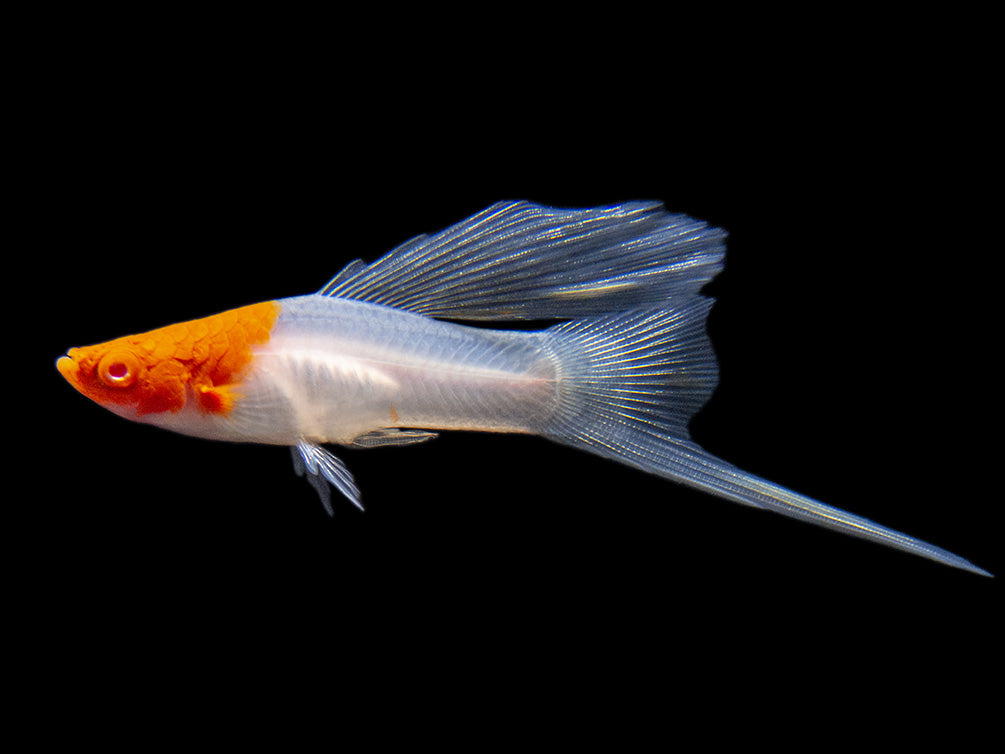 Hi Fin Tancho Kohaku Swordtail (Xiphophorus helleri), Tank-Bred