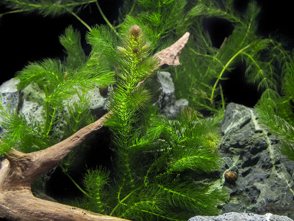 3 PLANT COMBO - Beginner Aquarium Plants: Hornwort, Duckweed, and Java Moss