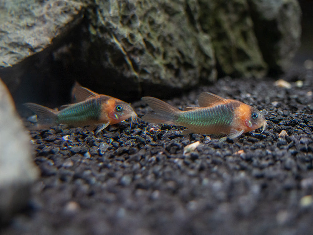 Horseman's Cory Catfish (Corydoras eques), Tank-Bred