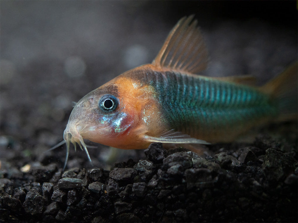 Horseman's Cory Catfish (Corydoras eques), Tank-Bred