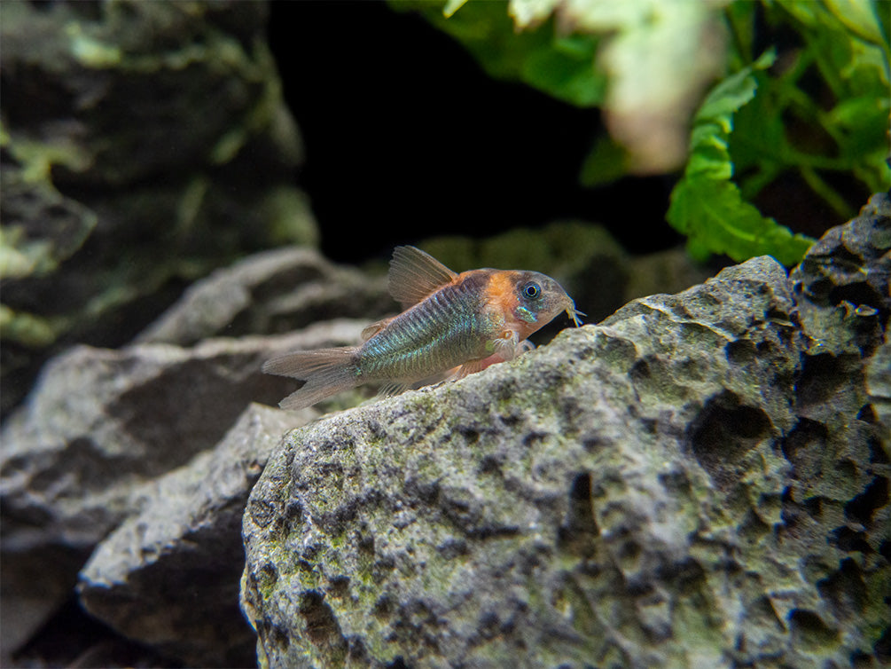 Horseman's Cory Catfish (Corydoras eques), Tank-Bred