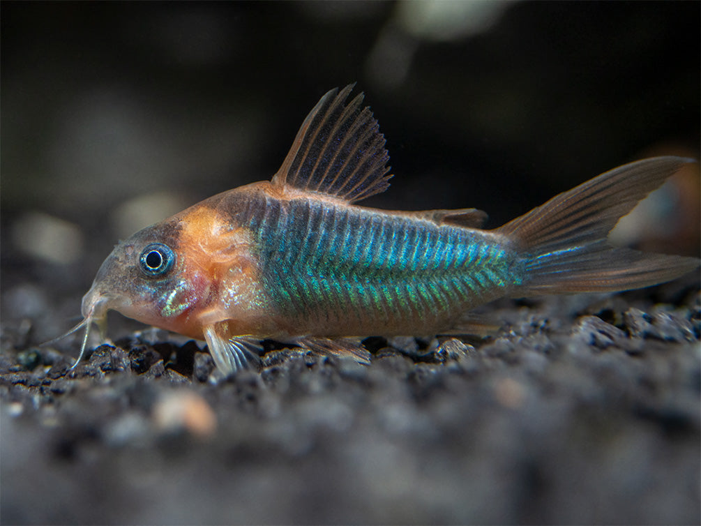 Horseman's Cory Catfish (Corydoras eques), Tank-Bred