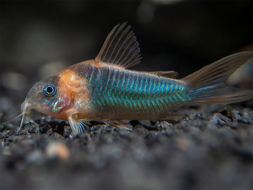 Horseman's Cory Catfish (Corydoras eques), Tank-Bred