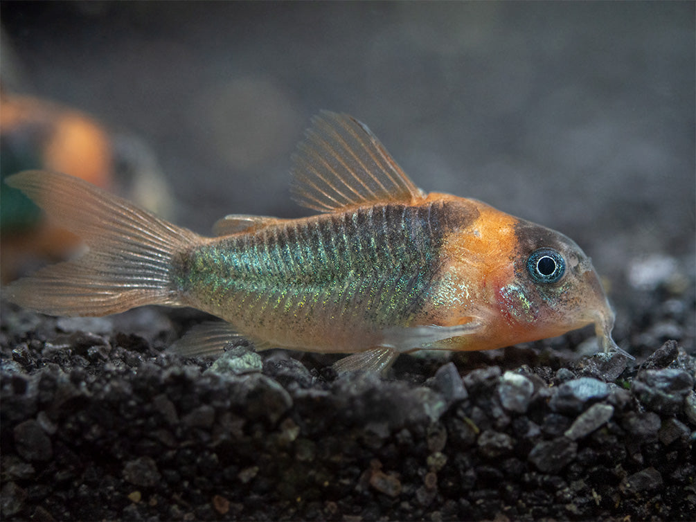 Horseman's Cory Catfish (Corydoras eques), Tank-Bred