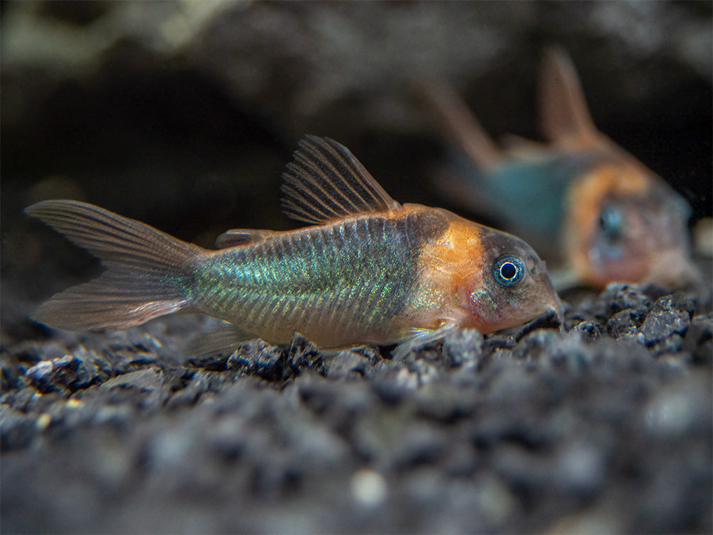Horseman's Cory Catfish (Corydoras eques), Tank-Bred