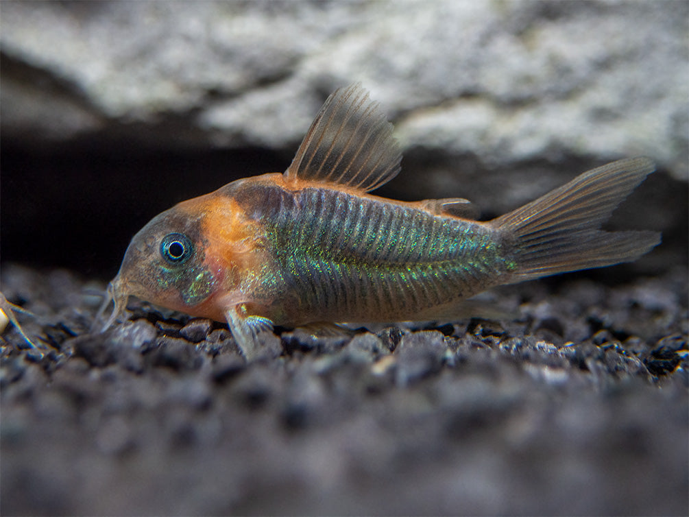 Horseman's Cory Catfish (Corydoras eques), Tank-Bred