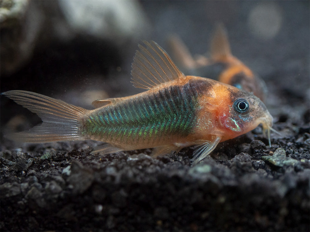 Horseman's Cory Catfish (Corydoras eques), Tank-Bred