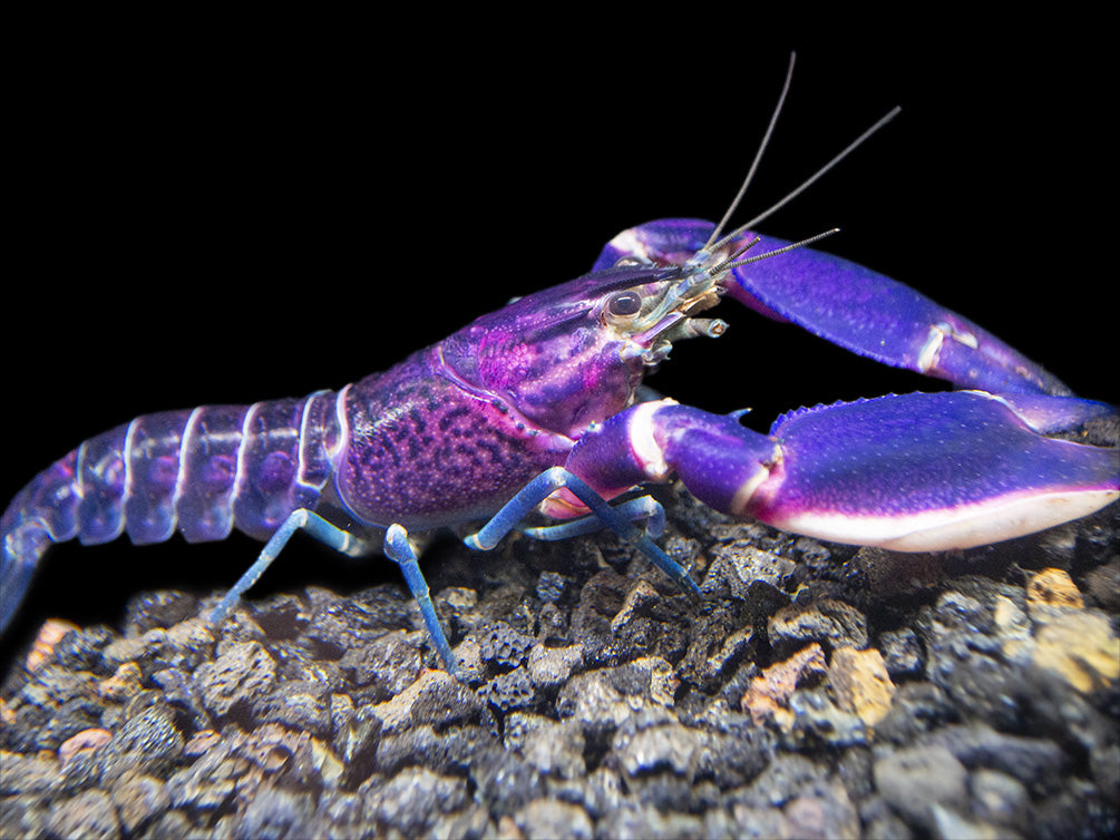 Imperial Purple Crayfish (Cherax alyciae) - Aquatic Arts