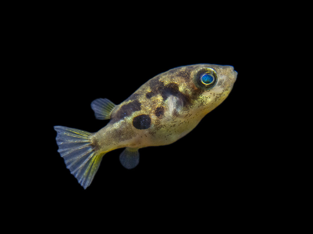 Indian Dwarf Pea Puffer (Carinotetraodon travancoricus) Aquatic Arts