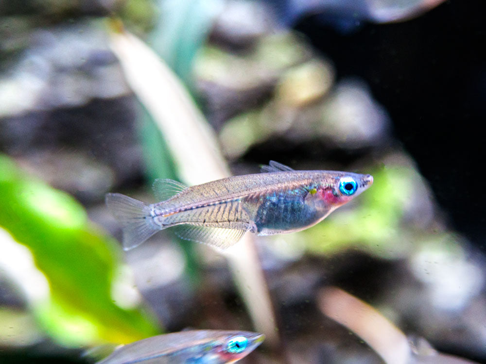 Indian Ricefish (Oryzias dancena)