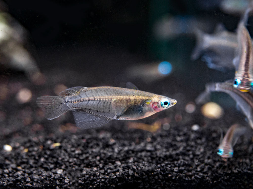 Indian Ricefish (Oryzias dancena)