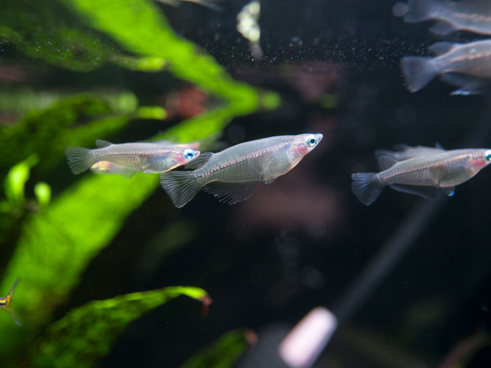 Indian Ricefish (Oryzias dancena)