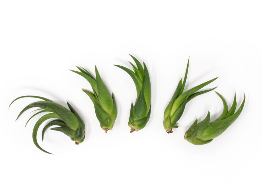 Ionantha Scaposa Tillandsia Air Plants