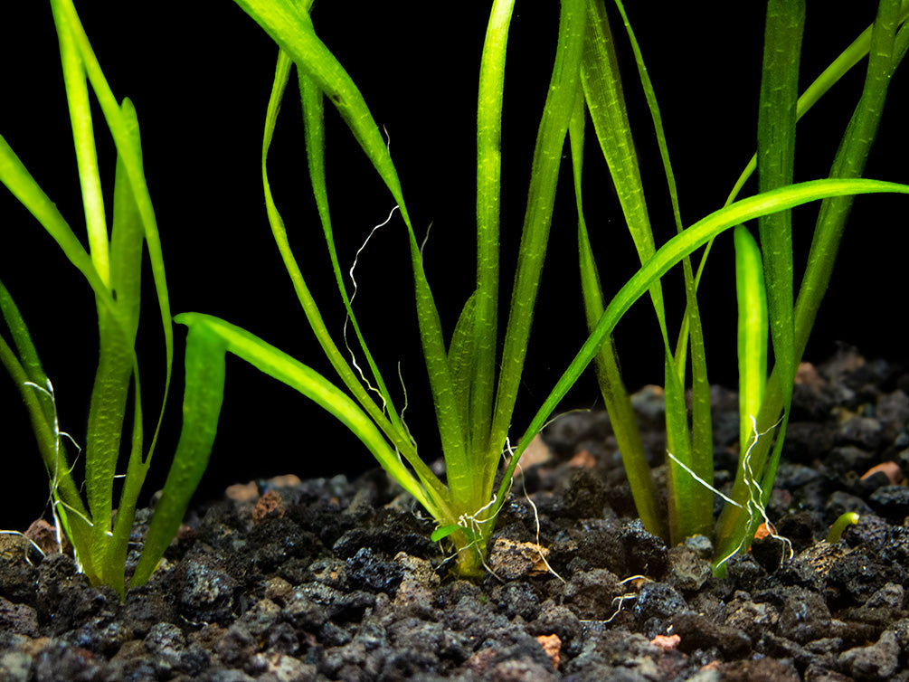 Italian Vallisneria (Vallisneria spiralis), Bare Root