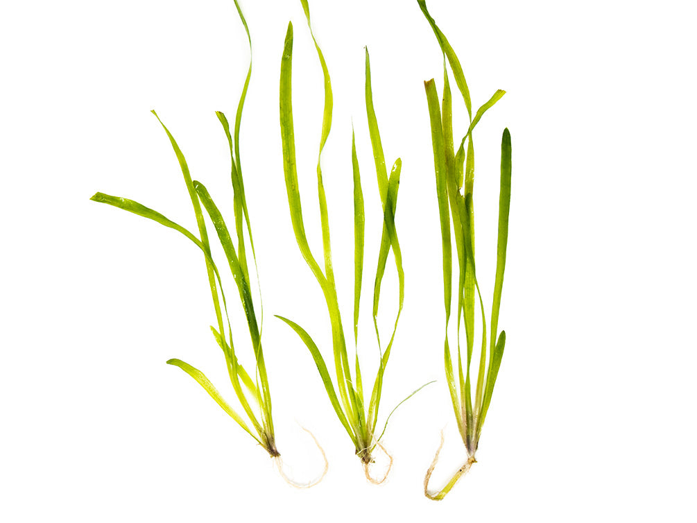 Italian Vallisneria (Vallisneria spiralis), Bare Root