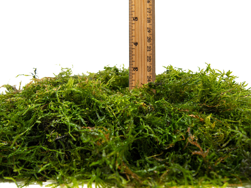 java moss turning brown