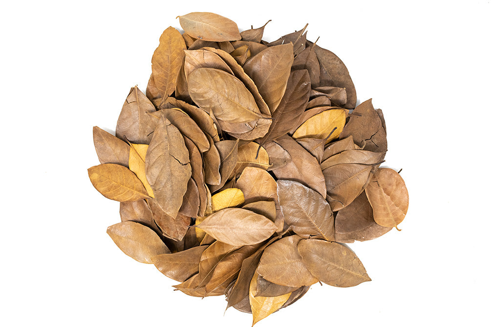 jackfruit leaves for sale