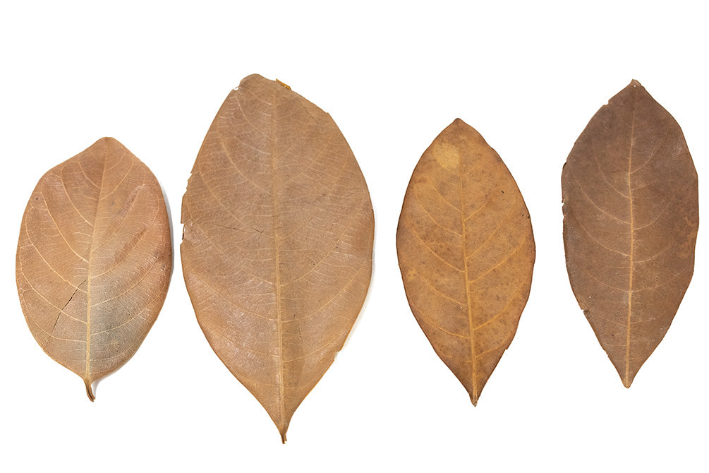 dried jackfruit leaves