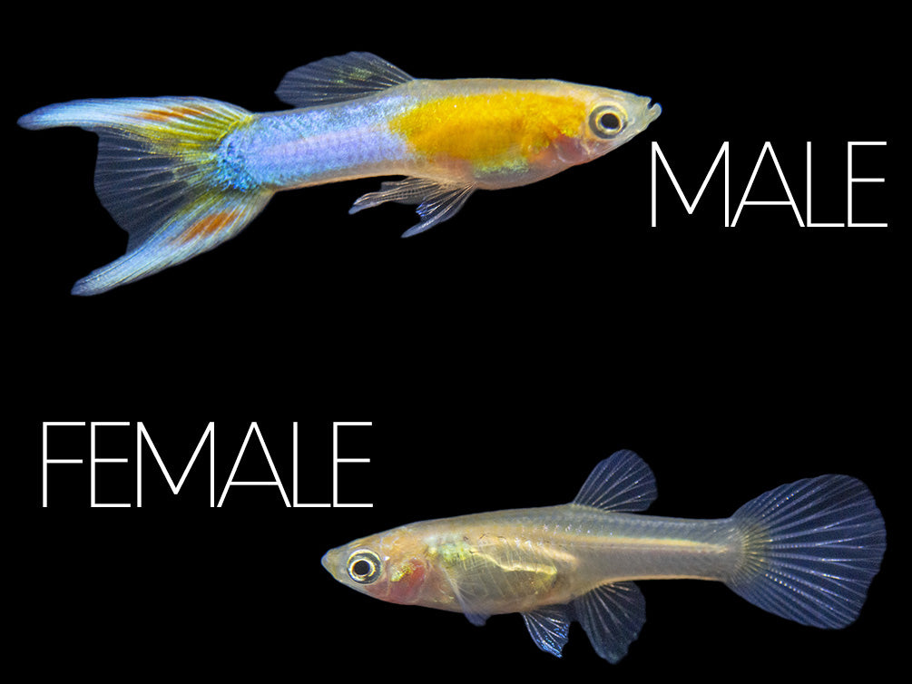 Japan Blue Gold Double Sword Guppy reticulata) Aquatic Arts