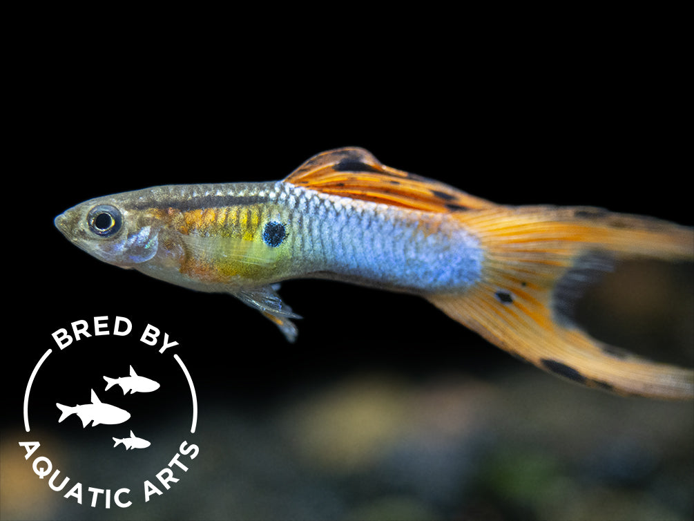 apan blue red double sword guppy male for sale