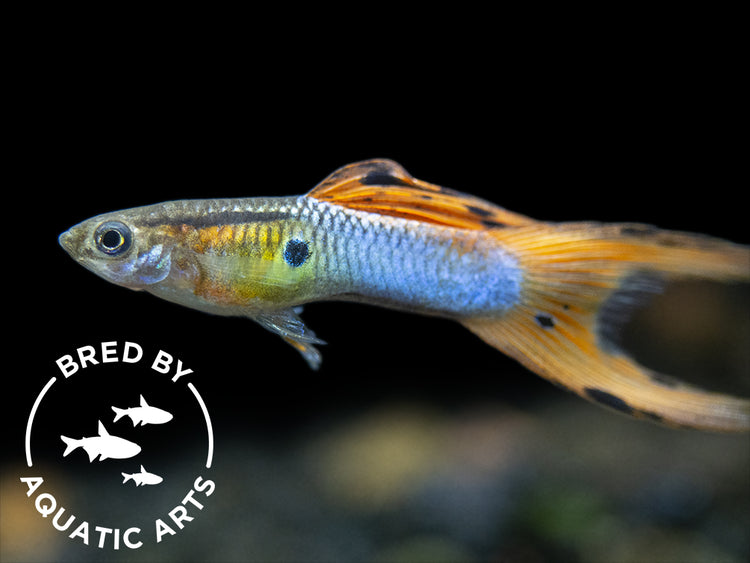 apan blue red double sword guppy male for sale