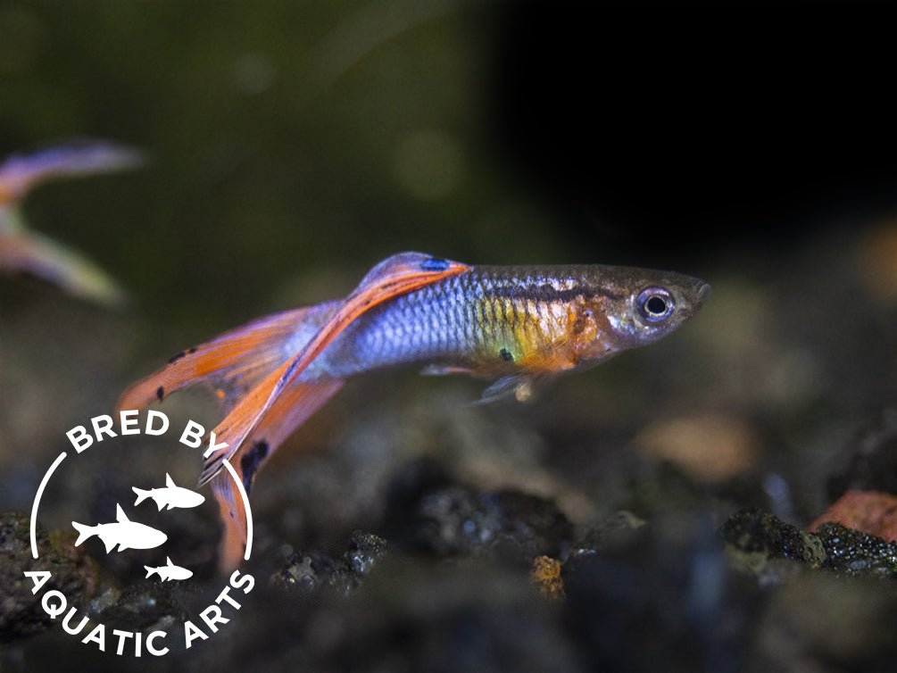 male guppy for sale