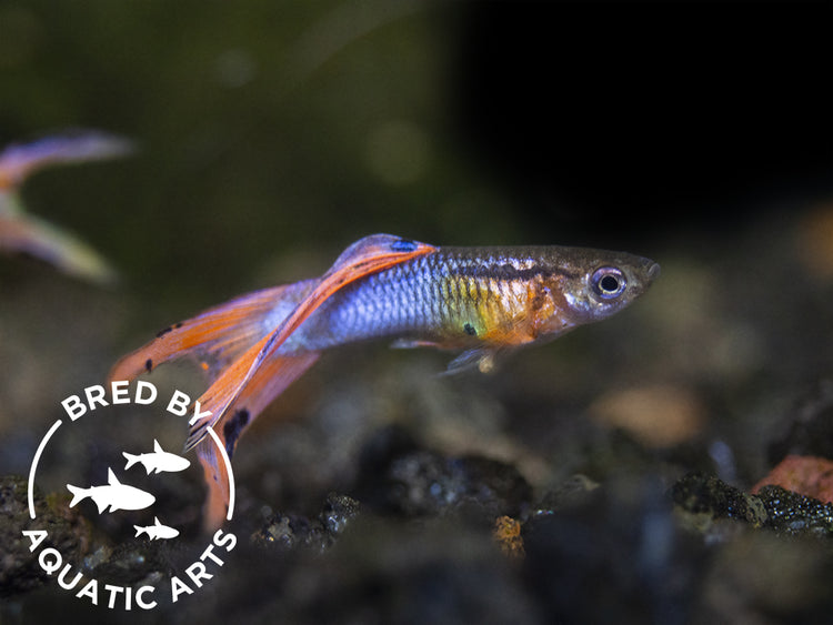 male guppy for sale