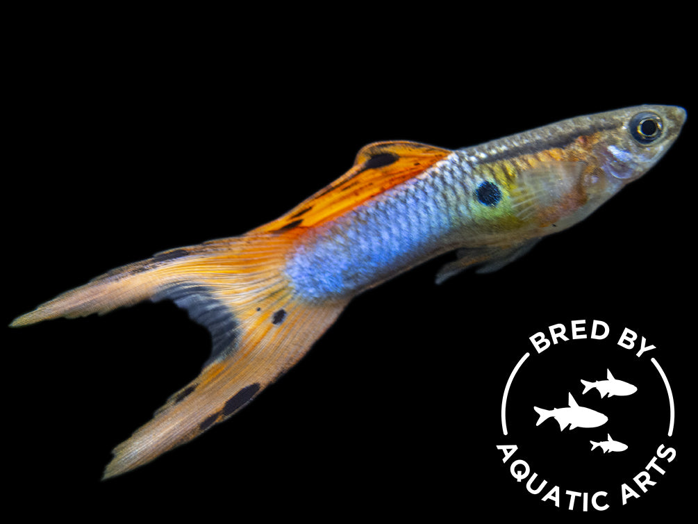 double sword guppy male for sale