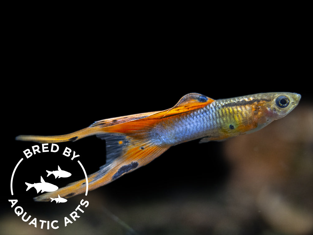 freshwater male guppy for sale