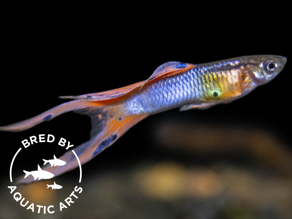 japan blue red double sword guppy breeding male for sale