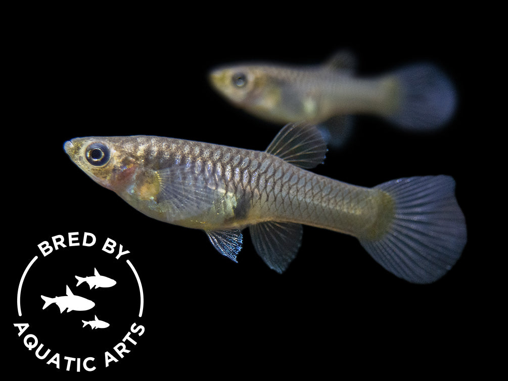 japan blue red double sword guppy female for sale