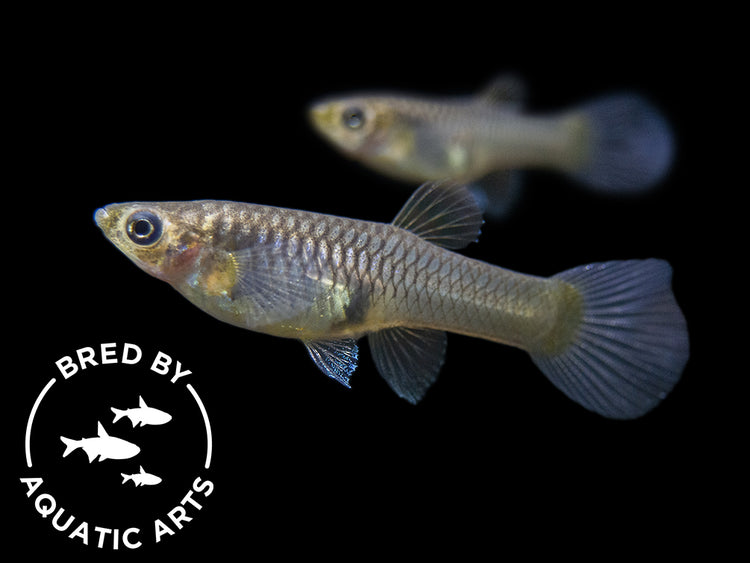 japan blue red double sword guppy female for sale