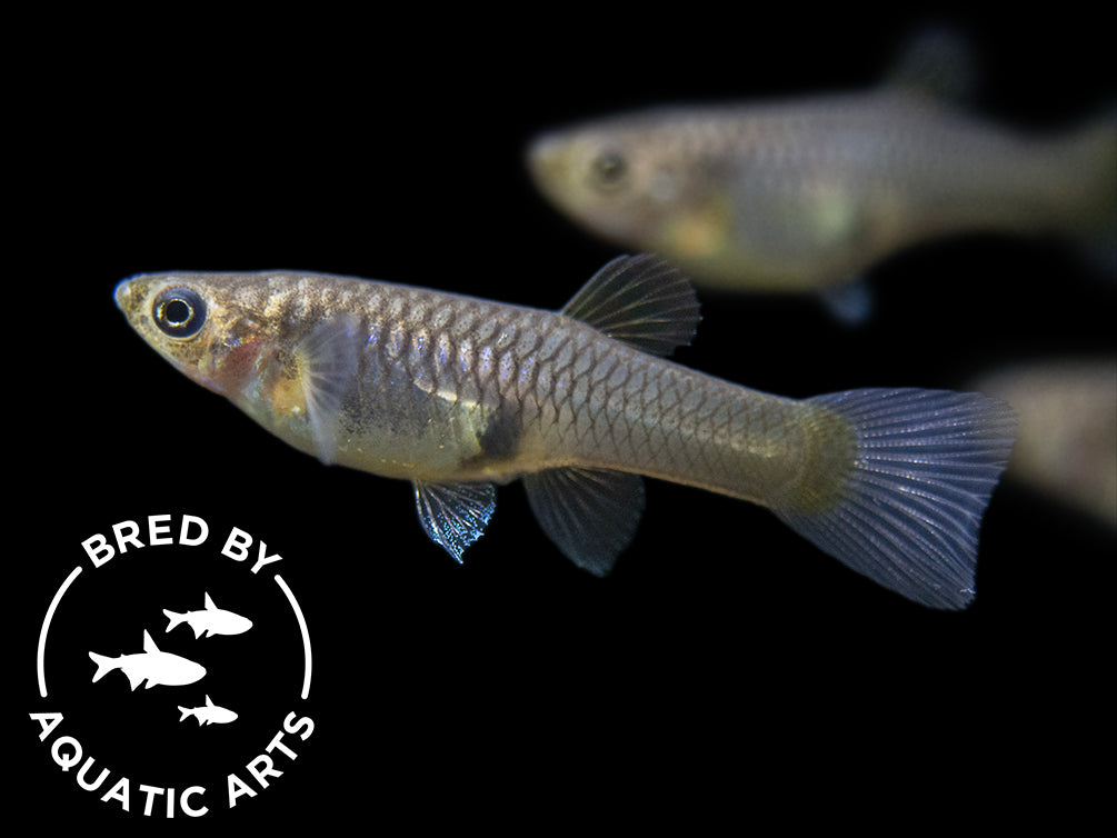 female guppy in freshwater aquarium