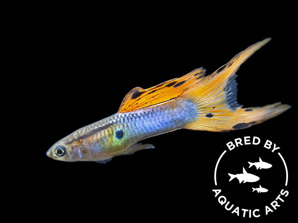 japan blue red double sword guppy by aquatic arts
