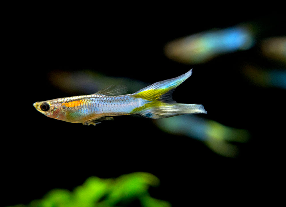 Japan Blue Double Sword Endler’s Livebearer, Male, Type I (Poecilia wingei "Japan Blue Double Sword") - Tank-Bred!