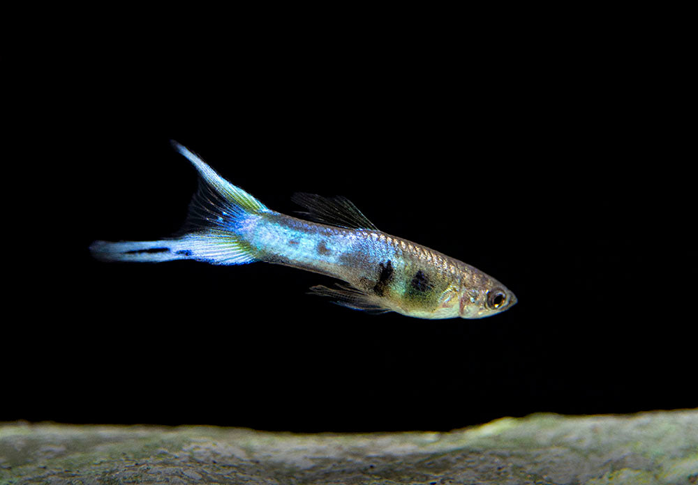 Japan Blue Double Sword Endler’s Livebearer, Males and Females, Type II (Poecilia wingei), Tank-Bred!