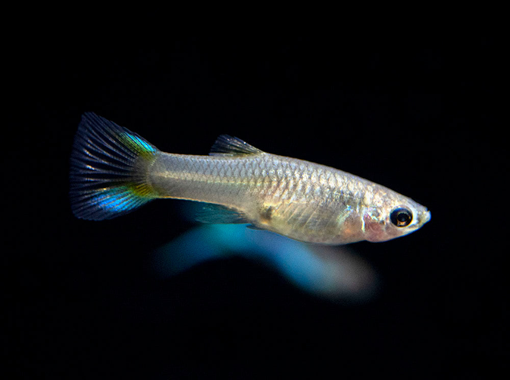 Japan Blue Double Sword Endler’s Livebearer, Males and Females, Type II (Poecilia wingei), Tank-Bred!