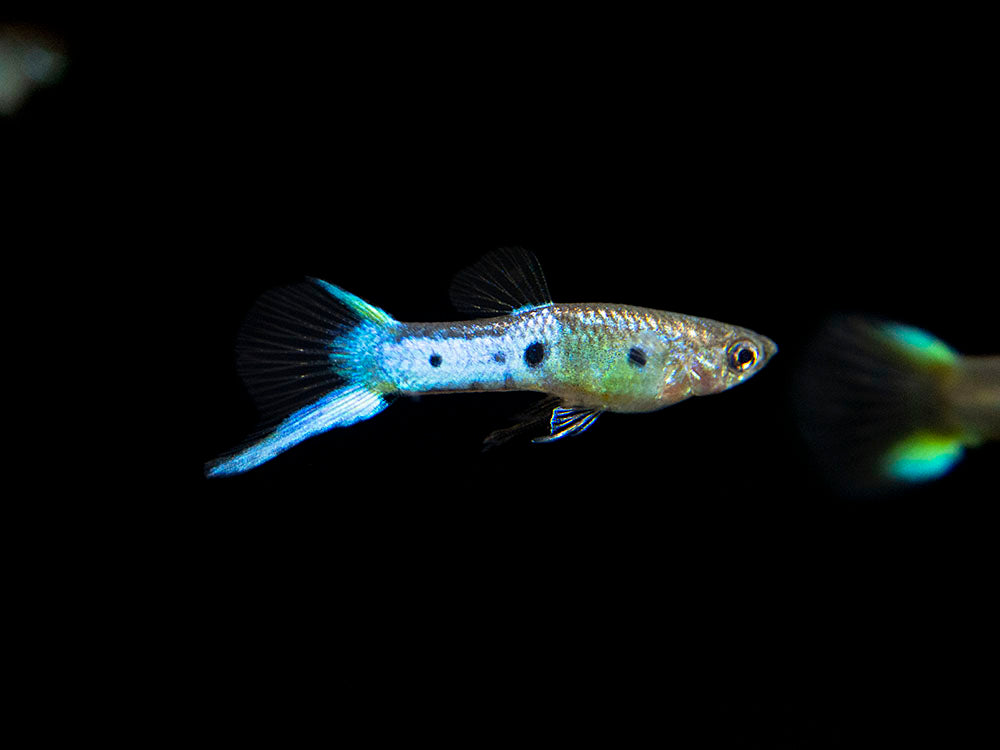 Japan Blue Double Sword Endler’s Livebearer, Males and Females, Type II (Poecilia wingei), Tank-Bred!