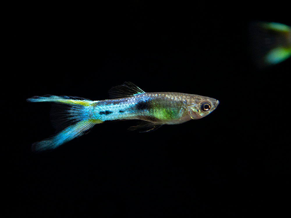 Japan Blue Double Sword Endler’s Livebearer, Males and Females, Type II (Poecilia wingei), Tank-Bred!