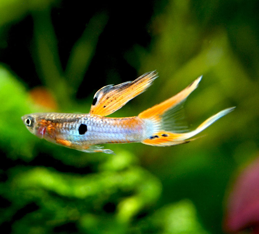 Japan Blue Red Double Sword Guppy (Poecilia reticulata "Japan Blue Red Double Sword"), Males and Females - Tank-Bred!