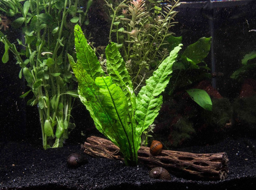 aquarium plant java fern aquascape