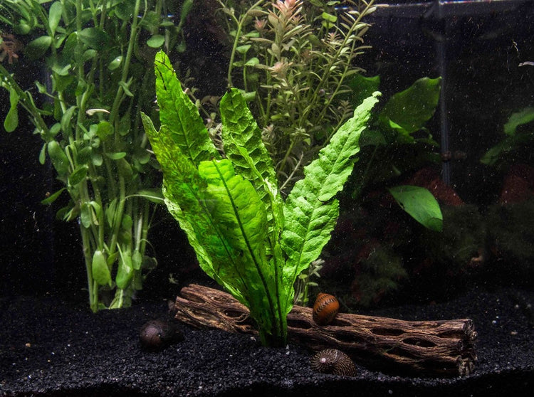 aquarium plant java fern aquascape